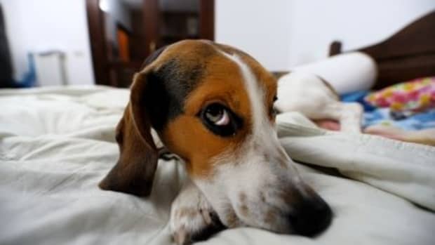get-rid-of-dog-smells-in-your-house