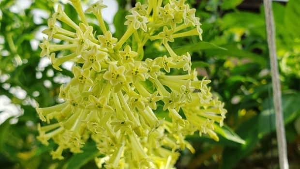 Cestrum Nocturnum (Dama de Noche) - the world's strongest scented plant -  HubPages