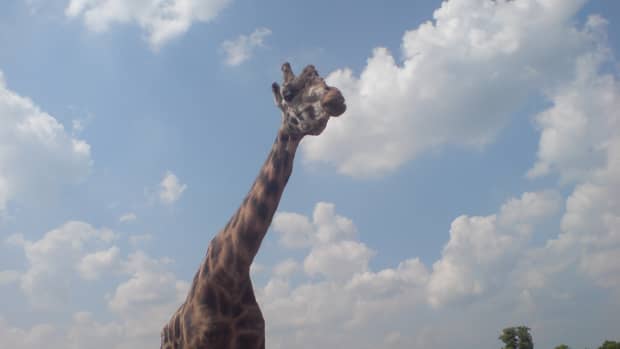 the-long-neck-of-a-giraffe