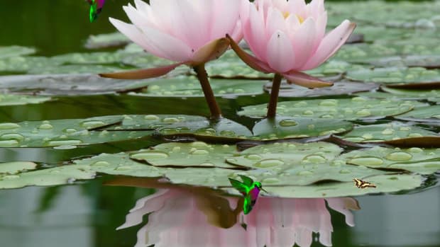 Epiphyllum Oxypetalum or Queen of the Night Flower Health Benefits -  HubPages