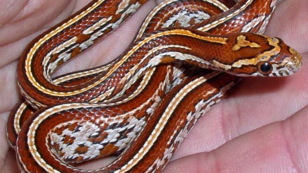 mouth-rot-in-pet-snakes-and-other-common-problems