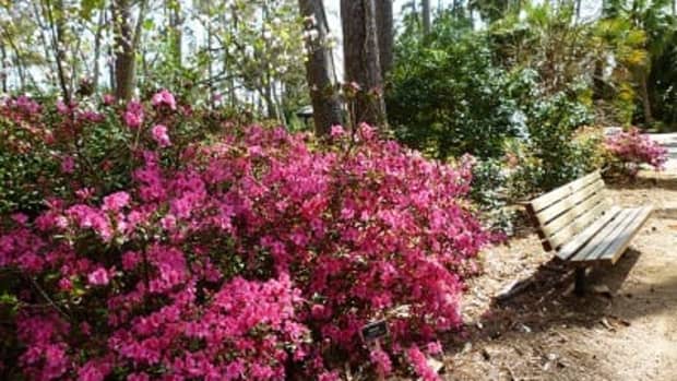 mercer-arboretum-and-botanic-gardens-in-humble-texas