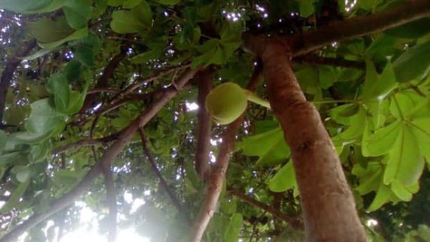the-baobab-tree-the-tree-of-life-facts-and-myths