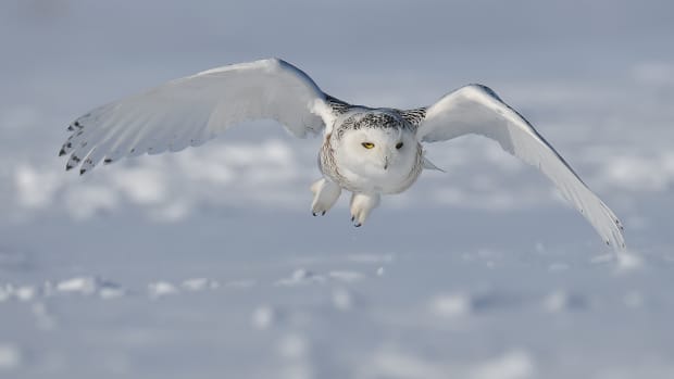 birds-of-prey-the-snowy-owl