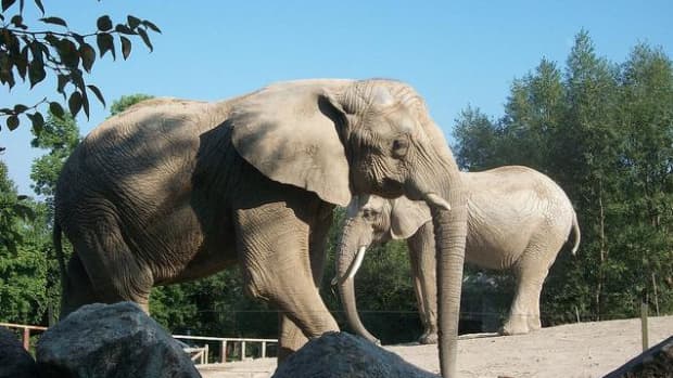 zoo-elephant-controversy-seattle-times