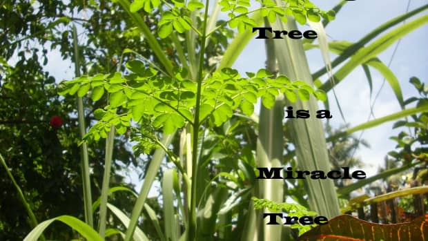 what-is-moringa-tree