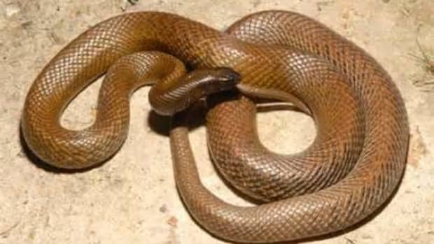most-venomous-snakes-in-the-world-most-dangerous-snakes-in-the-world