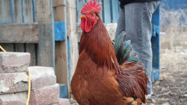 the-mean-rooster-myth
