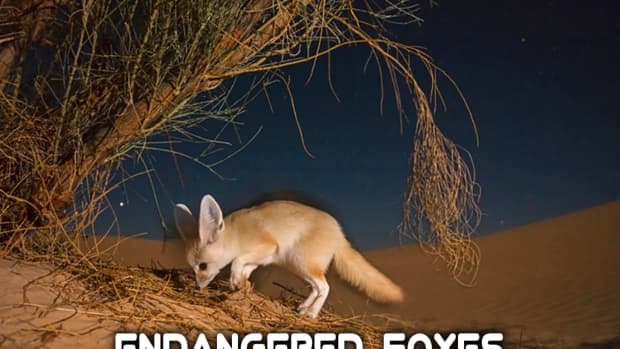 7-most-endangered-foxes