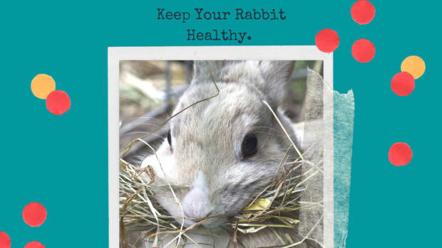 best-hay-for-bunny-rabbits