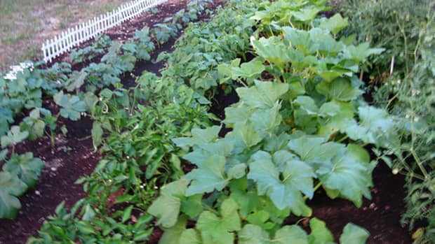 the-disadvantages-of-a-home-vegetable-garden