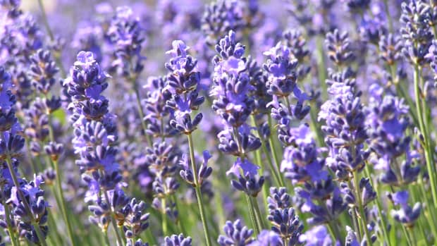 lavender-herb-of-the-month-for-february