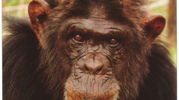 Charlie was a male chimpanzee who was used as a beach photographers prop in Spain. He arrived at Monkey World in 1989. His past had been very traumatic, and when he arrived he was a drug addict, had a broken jaw, cataracts and only four teeth.