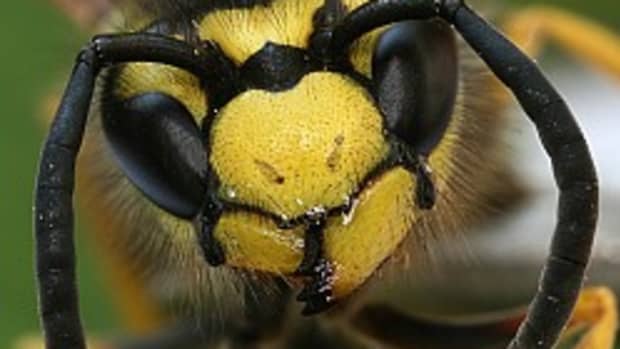 The F16 Tomacat of the Insect World
