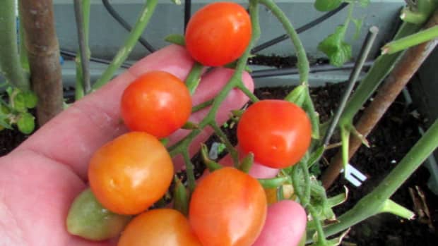 how-to-grow-baby-plum-tomato-plants-from-seeds-in-containers-in-the-garden-best-way-to-water-take-care-of-tomatoes