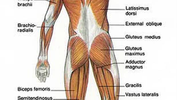 how-to-build-strong-back-muscles