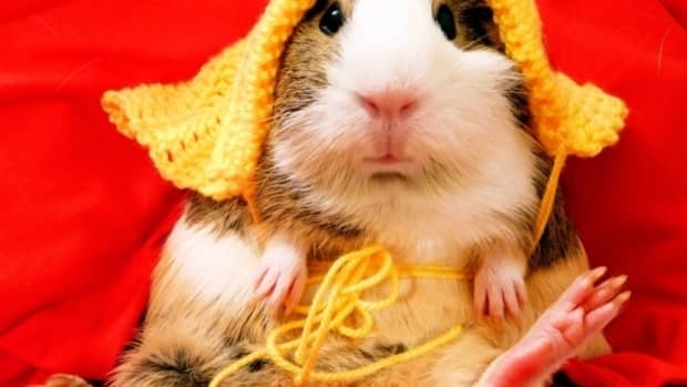 guinea-pig-sounds-and-what-they-mean