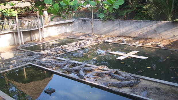 angkor-zoo