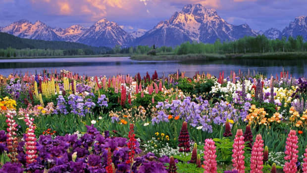 the-performance-of-spring