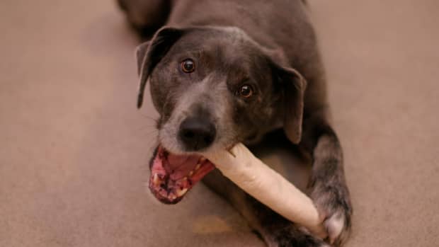 rawhide-do-i-allow-my-dog-to-have-these-or-not