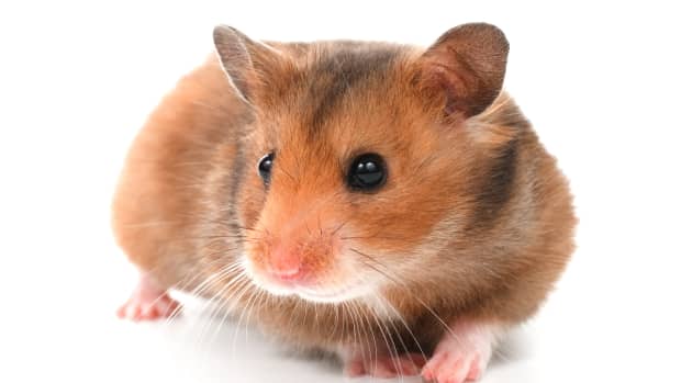 types-of-hamsters-breeds