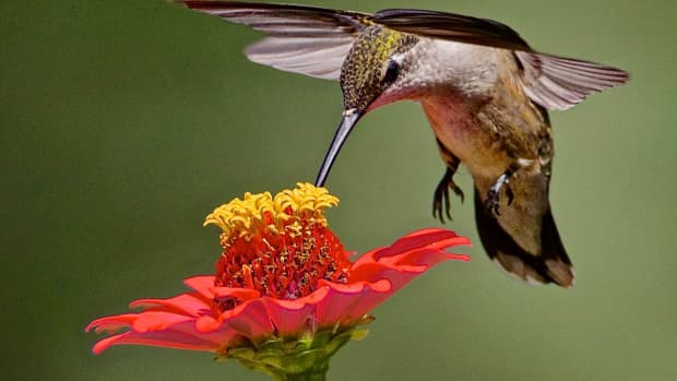 hummingbirds-how-to-attract-them-and-keep-them-returning