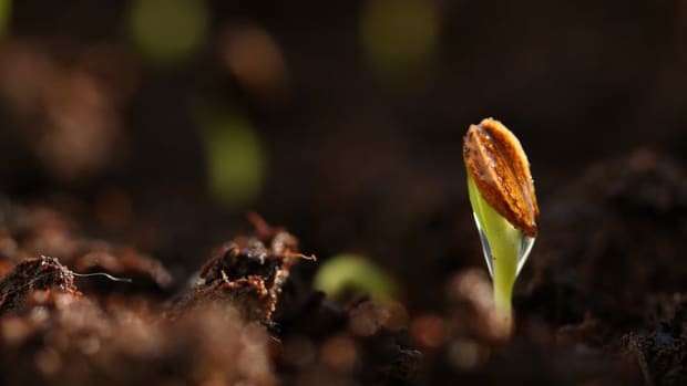 why-are-my-seeds-not-germinating