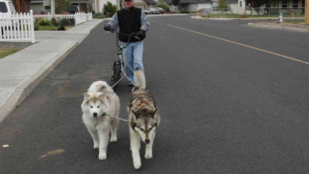 Oh boy, oh boy - when do we get to run?