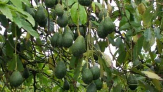 rottingavocadotrees