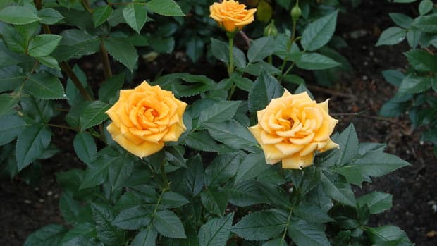 All About Sweet Juliet Rose, the World's Most Expensive Flower