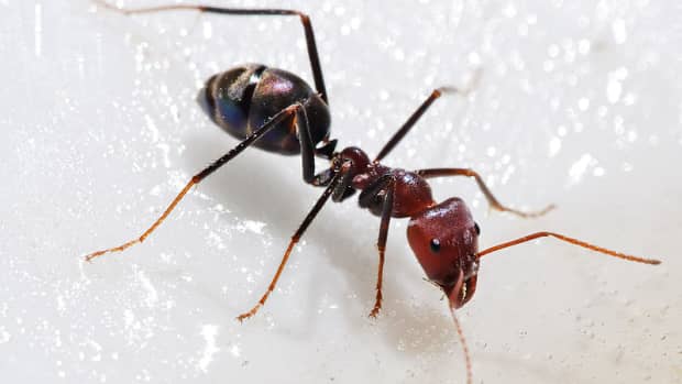 how-to-quickly-and-easily-get-rid-of-ants