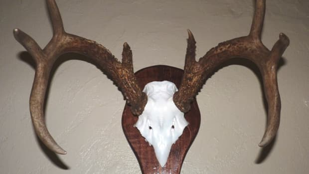 whitetail-european-style-skull-mount-the-basics