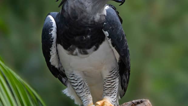 Verreauxs' Eagle  African Raptor Centre