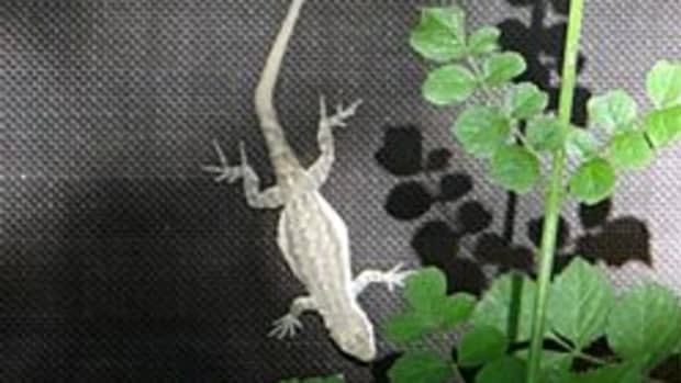 gecko-lizard
