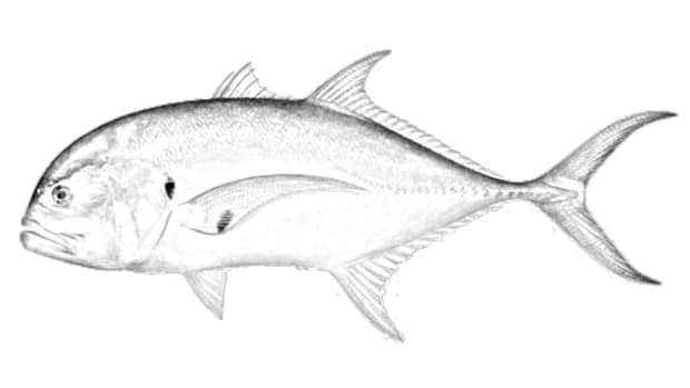 fishtailmount