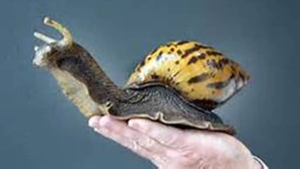 giant-african-land-snails-the-seriously-misunderstood-pet