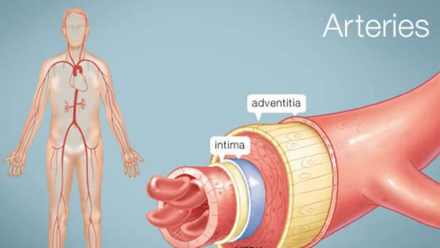 interesting-facts-about-blood-vessels
