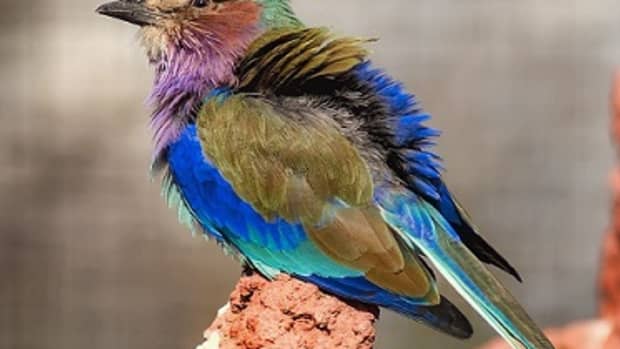 lilac-breasted-roller-bird-of-africa