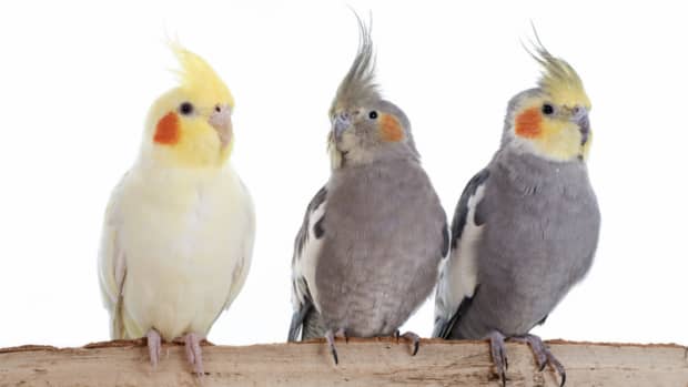 how-to-pick-a-companion-for-a-cockatiel
