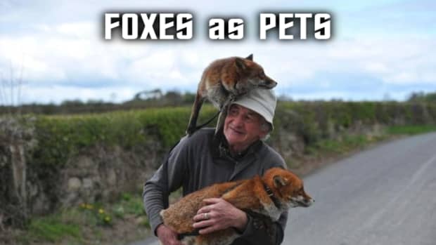 foxes-kept-as-a-pet