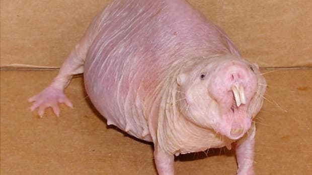 ugly-animals-top-10-ugly-animals