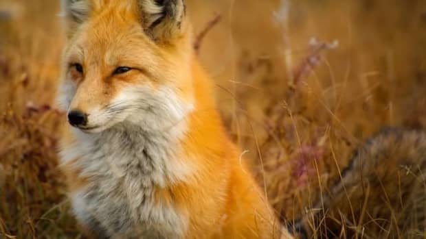 guide-to-getting-a-pet-fox-or-fox-rescue