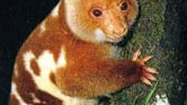 the-cuscus-spotted-and-the-black-spotted
