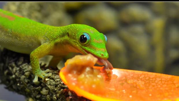 phelsuma-gecko-species-commonly-available-as-pets