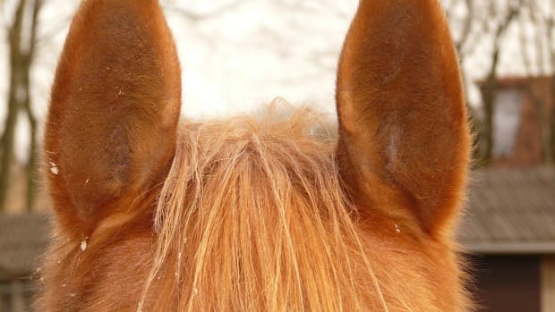 horses-and-their-sense-of-hearing