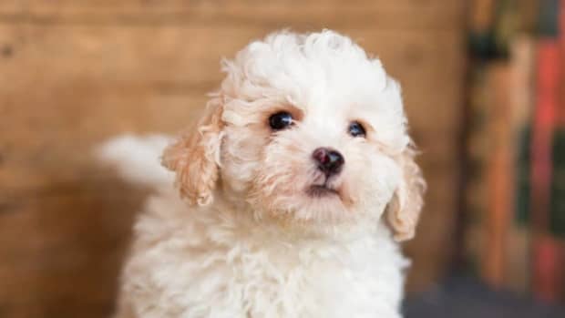the-10-most-popular-poodle-mixed-breed-dogs