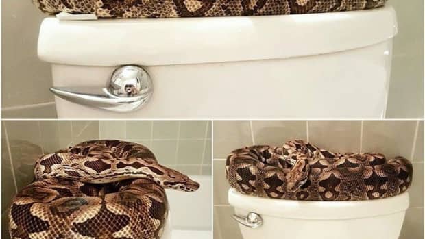 can-snakes-really-come-up-a-toilet