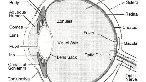 parts-and-functions-of-the-eye
