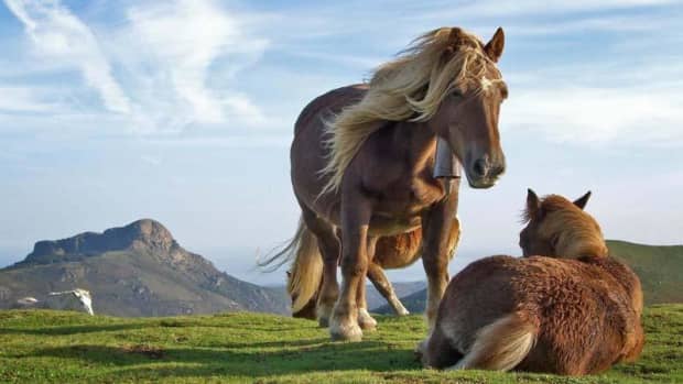 7-wonderful-and-fun-facts-about-horses