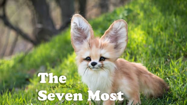 7-most-beautiful-foxes